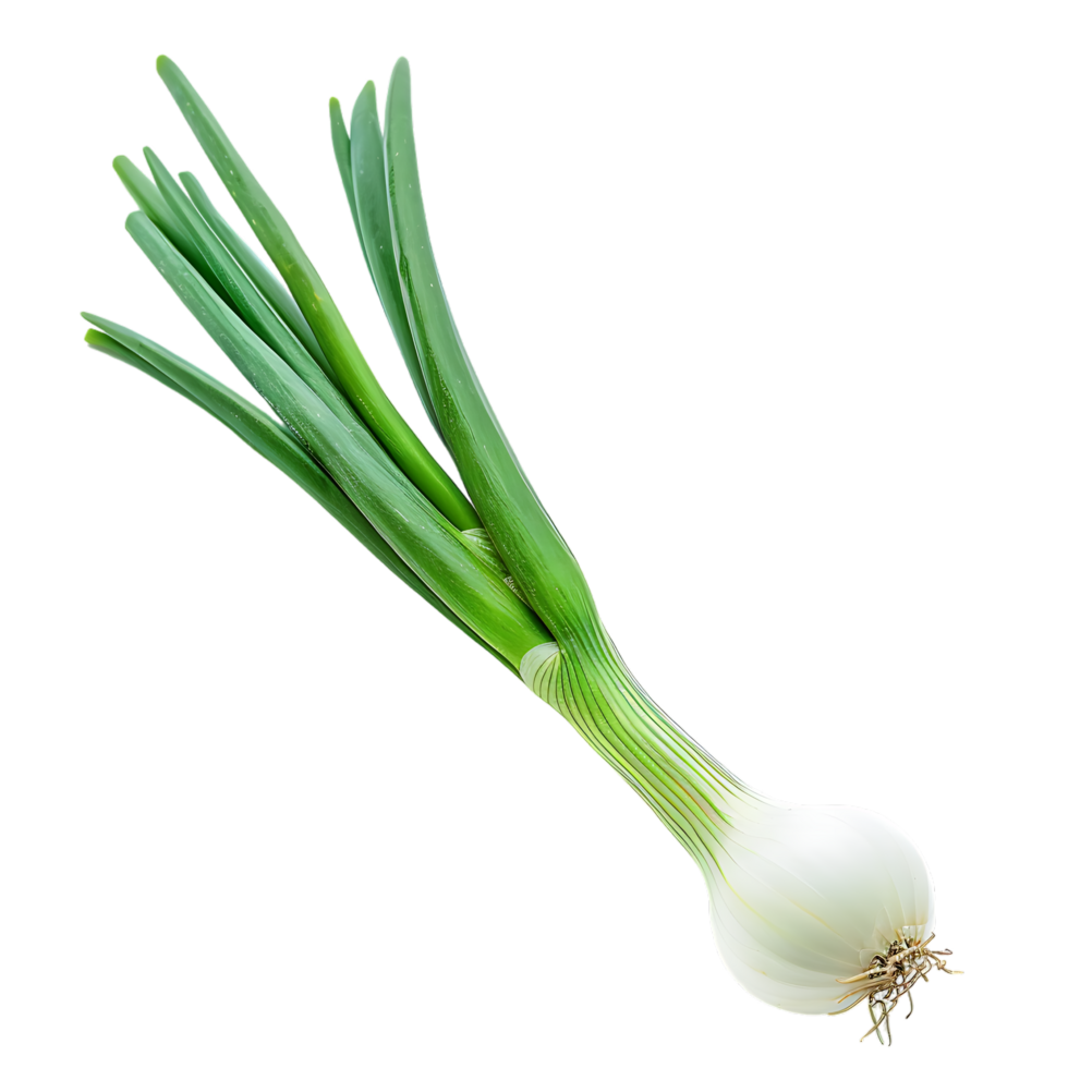 A green onion with a green stem isolated against a transparent background png