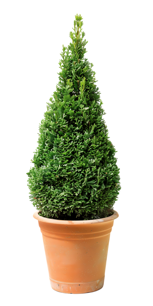 An elegant cone-shaped topiary potted exudes timeless charm and sophistication png