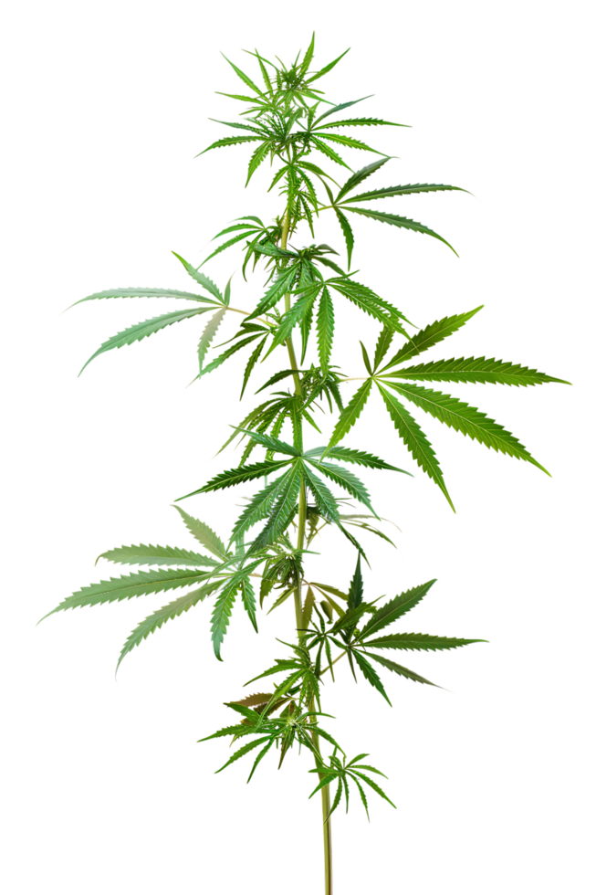 A solitary cannabis plant represents nature's complexity and cultural significance png
