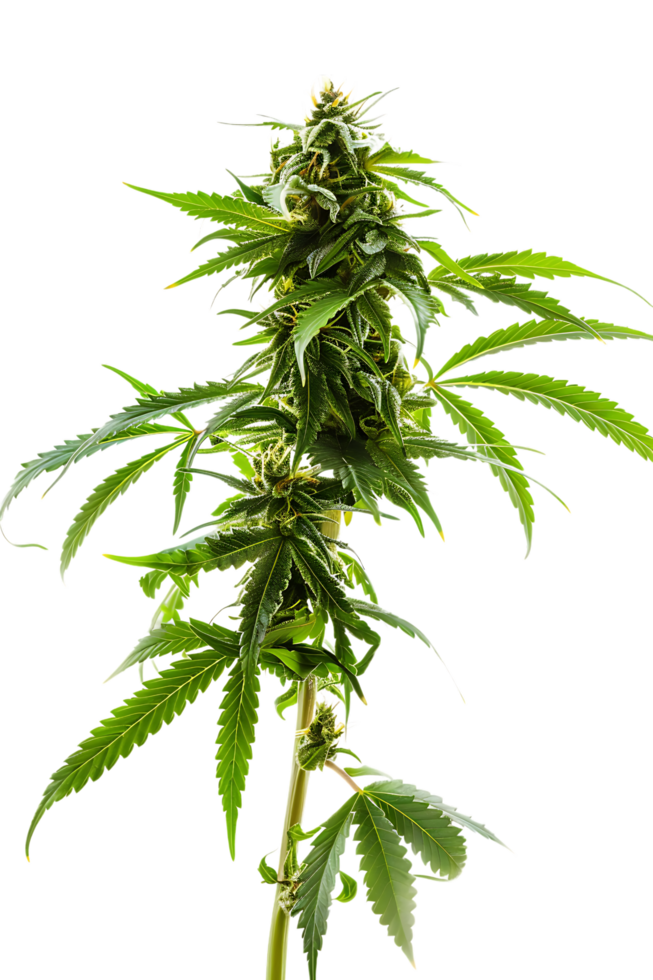 A solitary cannabis plant represents nature's complexity and cultural significance png