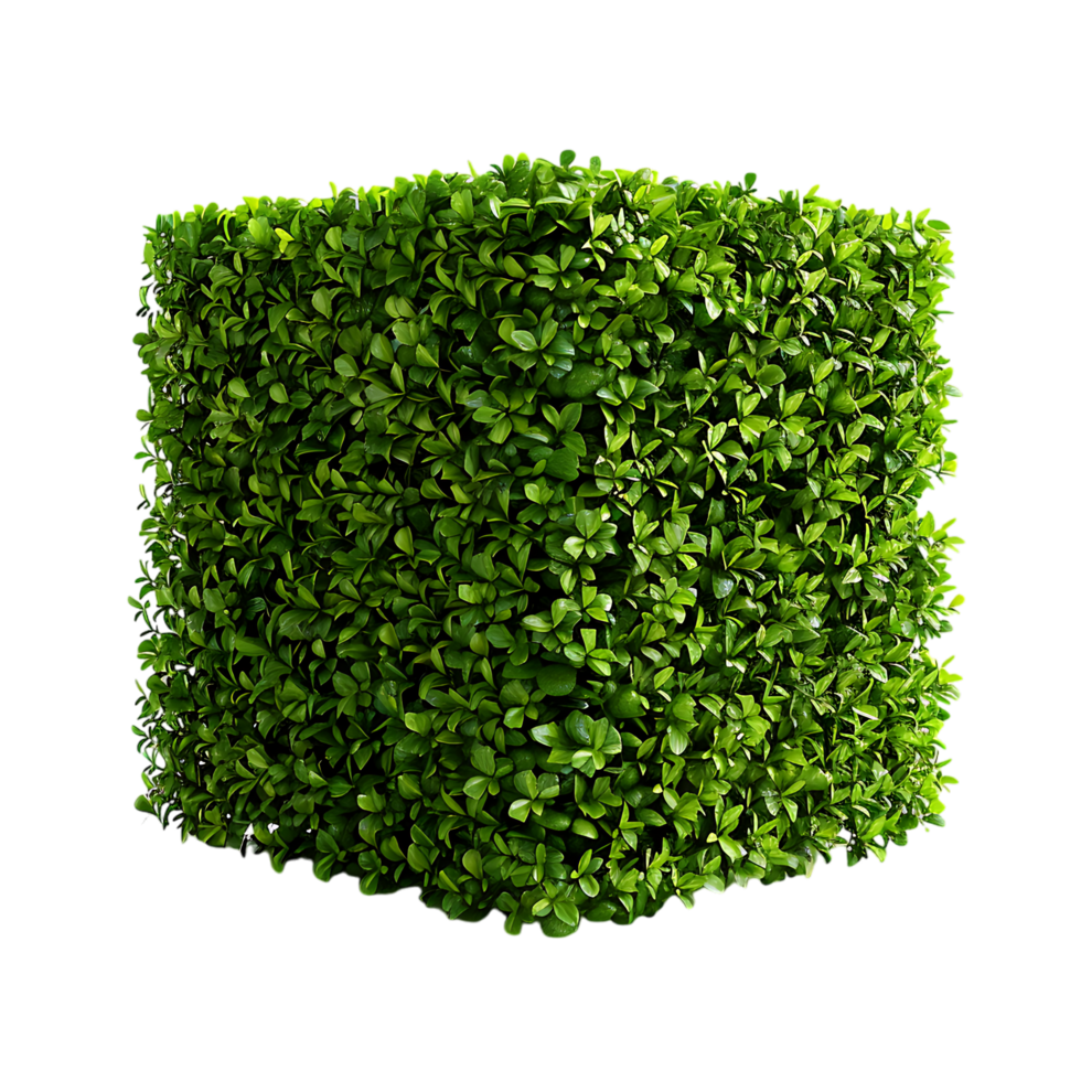 A solitary cube shaped topiary png
