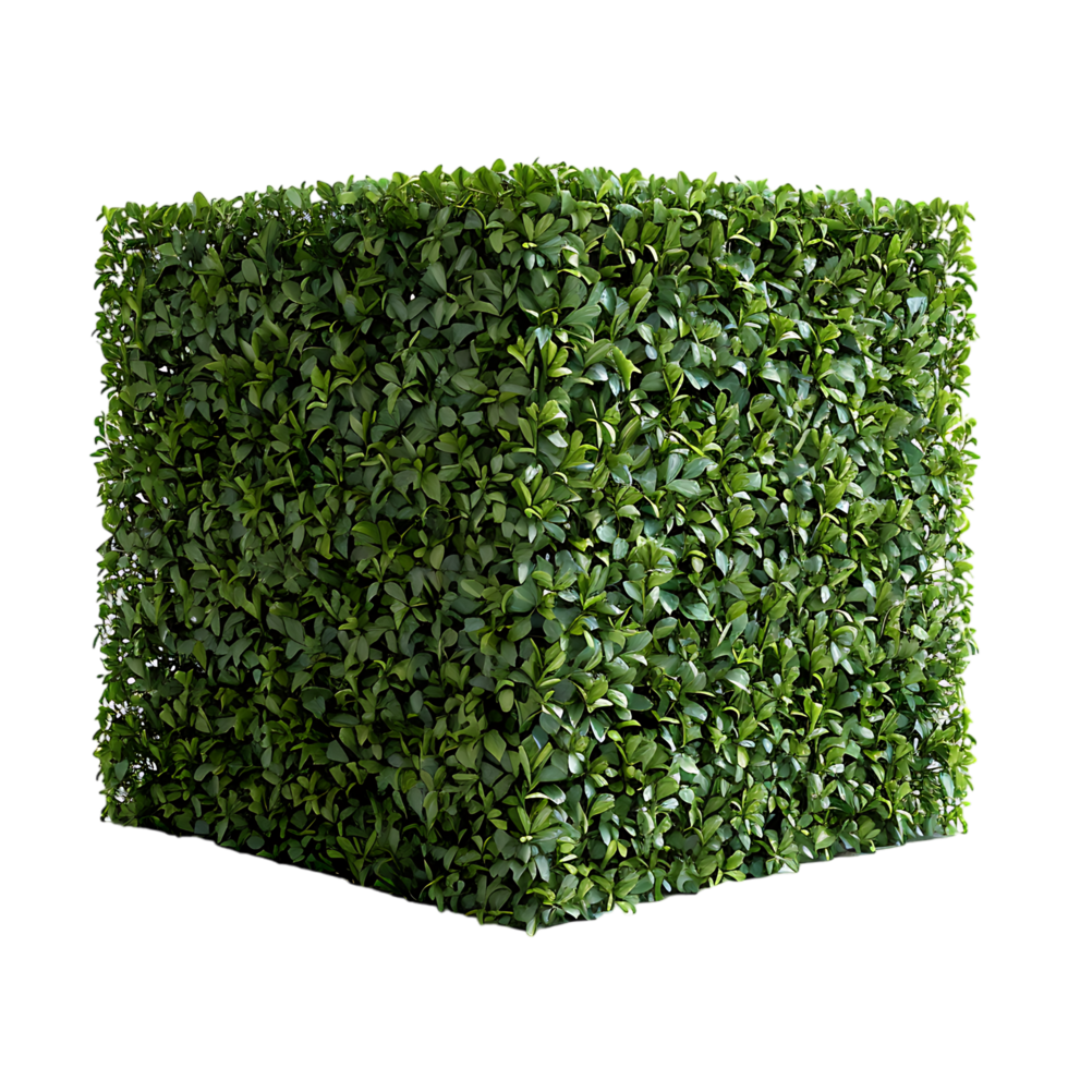 A solitary cube shaped topiary png