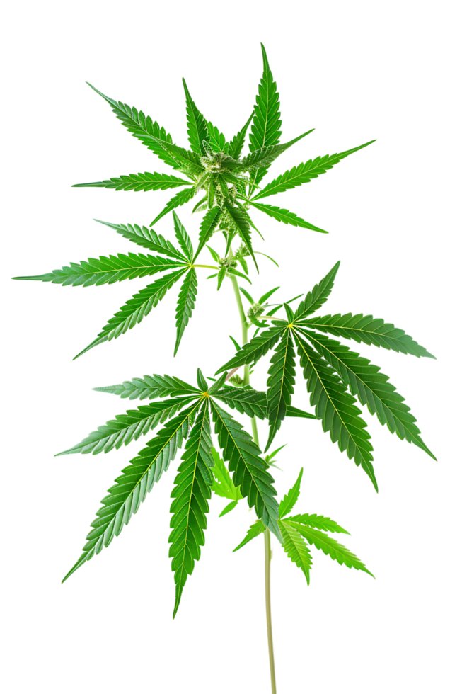 A solitary cannabis plant represents nature's complexity and cultural significance png