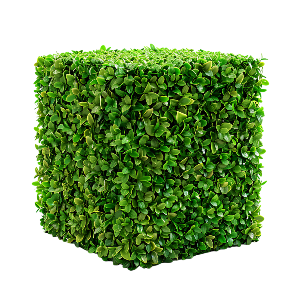 A solitary cube shaped topiary png