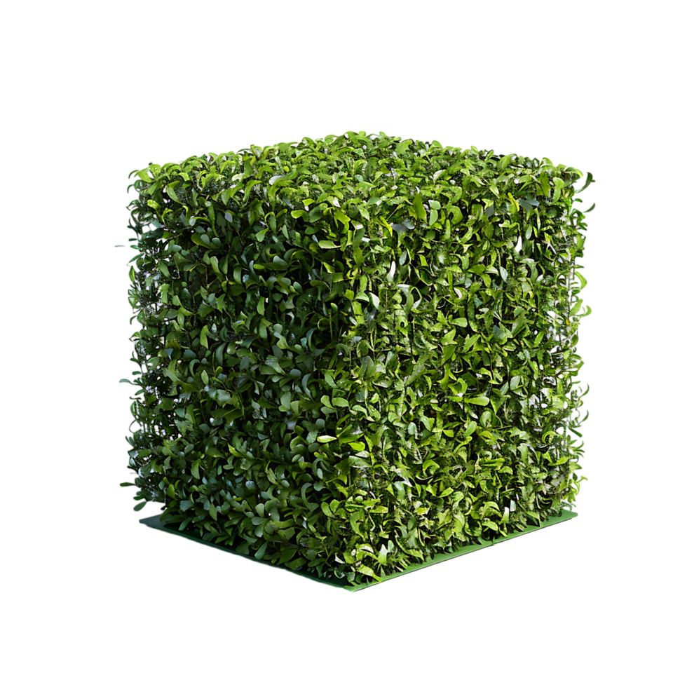 A solitary cube shaped topiary png