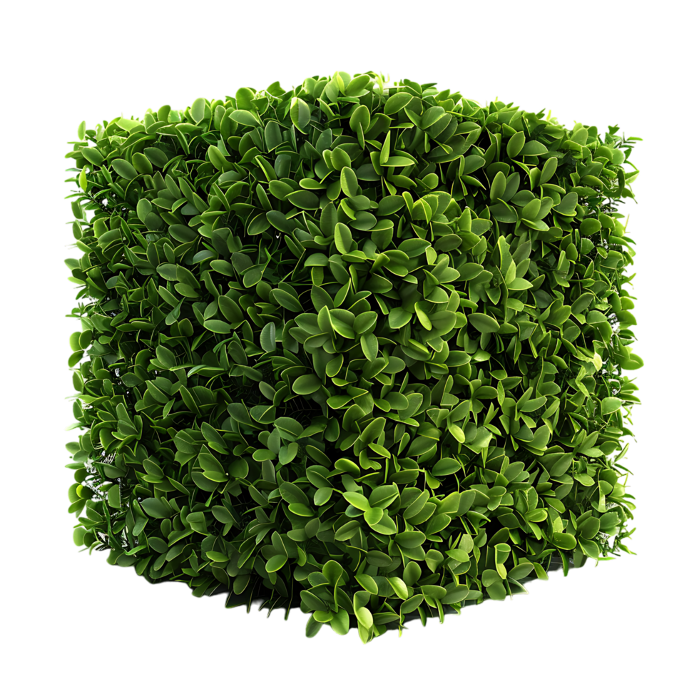 A solitary cube shaped topiary png