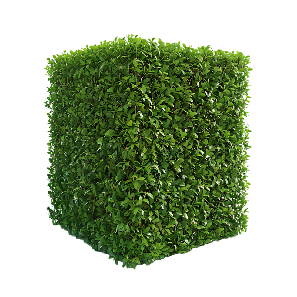 A solitary cube shaped topiary png