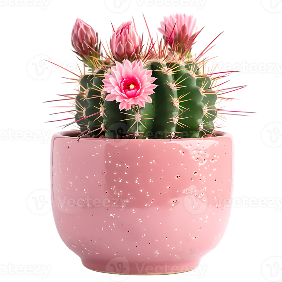 Pink flower pot with cactus or succulent with flower for the wedding or valentine s day png