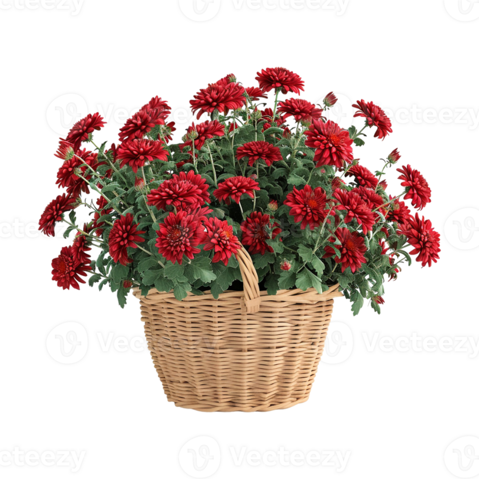 Dahlia pinnata Plant in a Basket on Transparent Background png