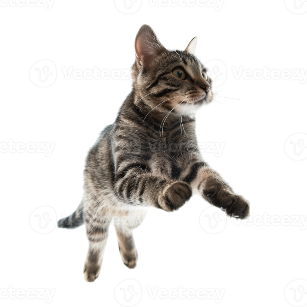 Cat in Air on Transparent Background png