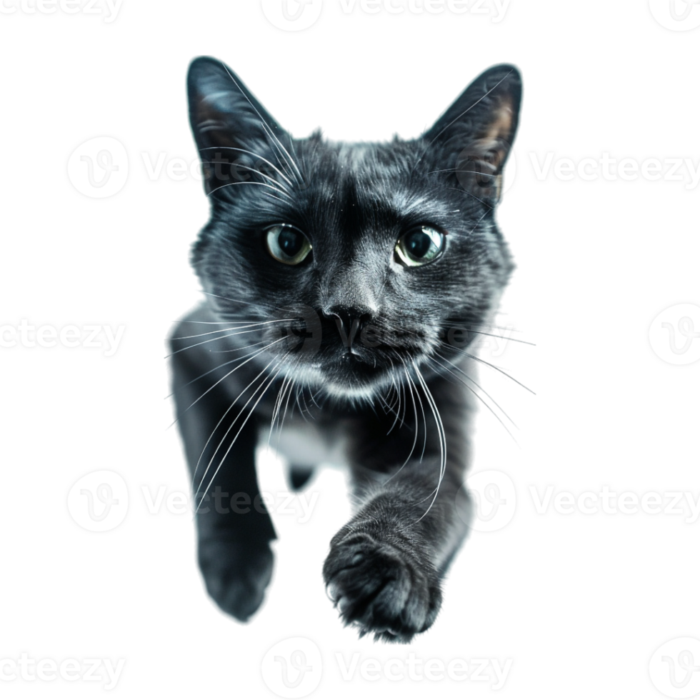 Cat in Air on Transparent Background png