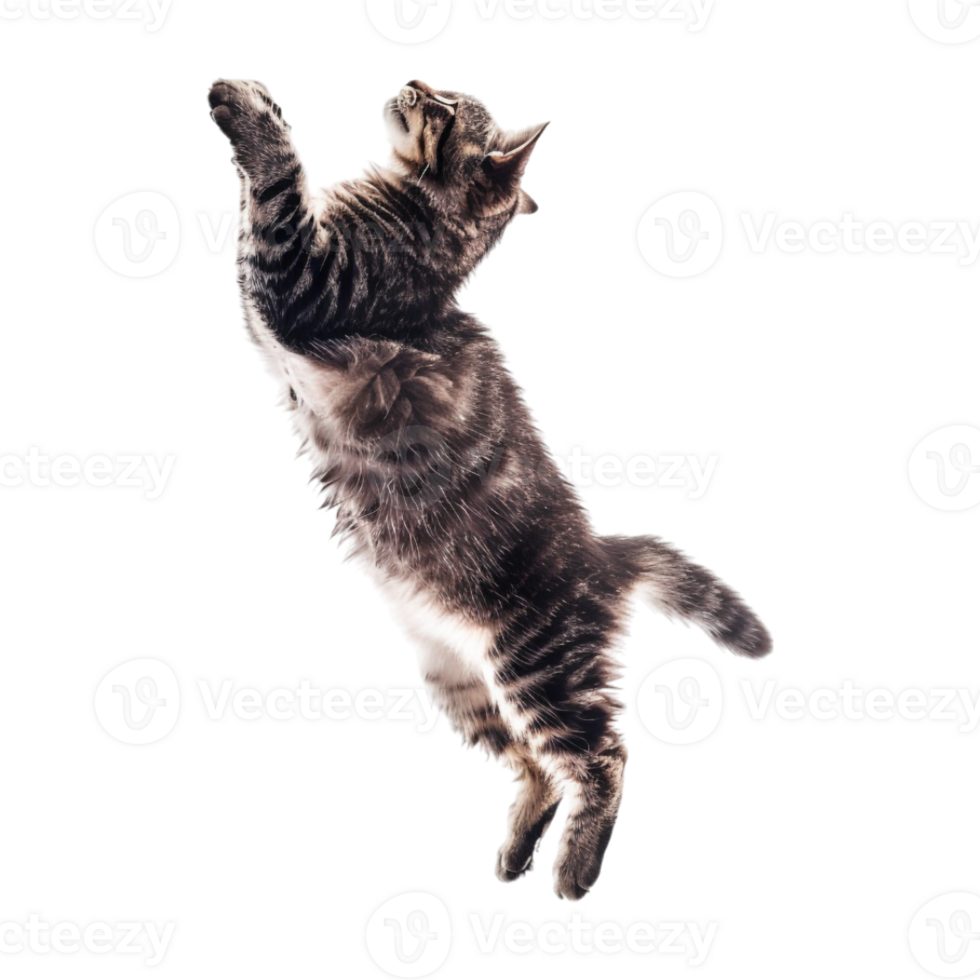 Cat in Air on Transparent Background png