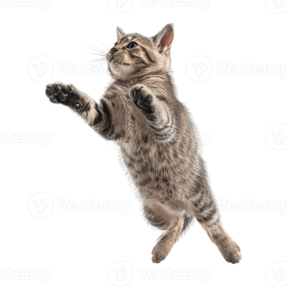 Cat in Air on Transparent Background png