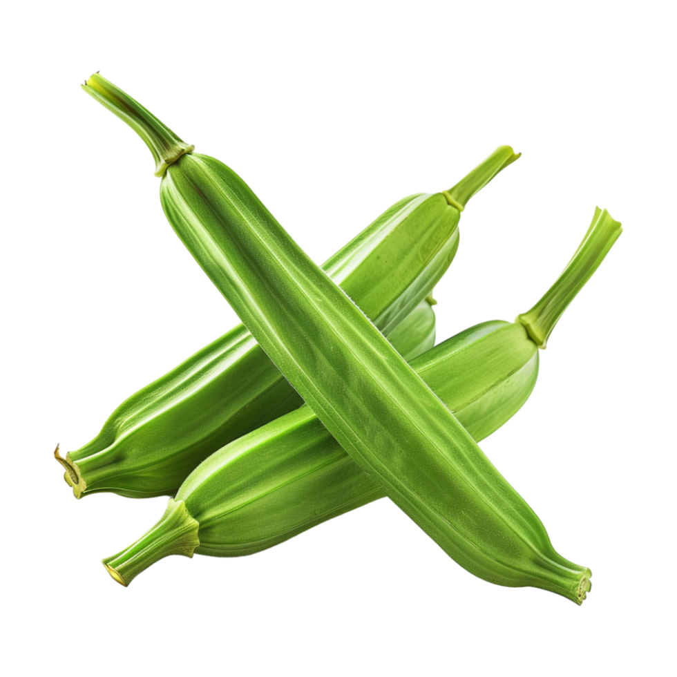 Zucchini Summer squash on Transparent Background png
