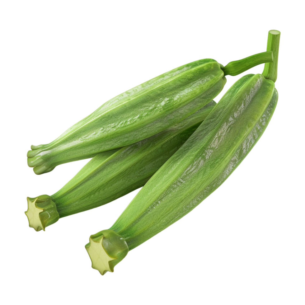 Zucchini Summer squash on Transparent Background png