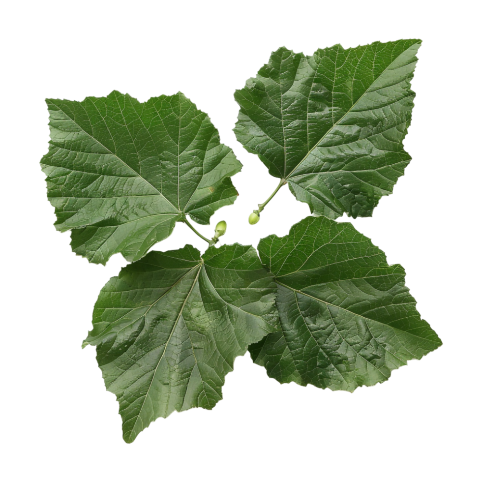 Birch Leaves on Transparent Background png