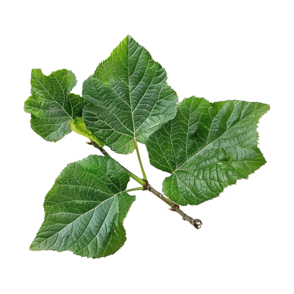 Birch Leaves on Transparent Background png