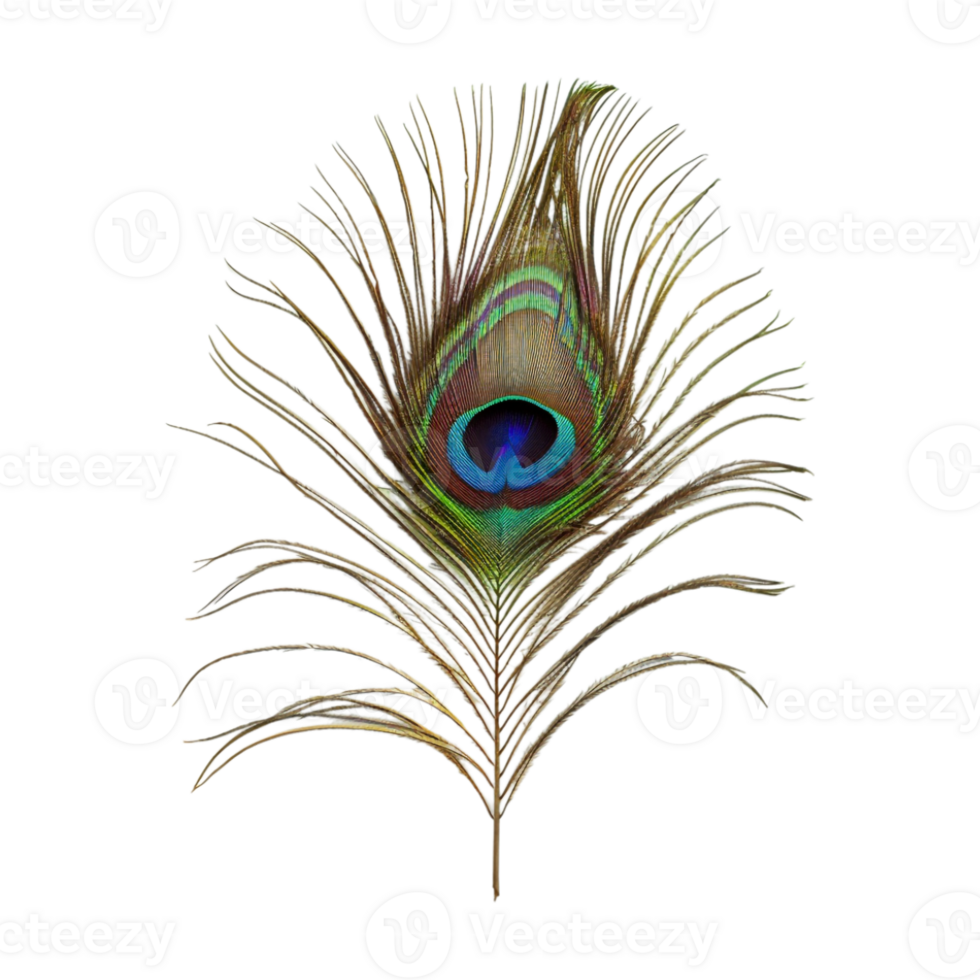 Peacock Feather on Transparent Background png