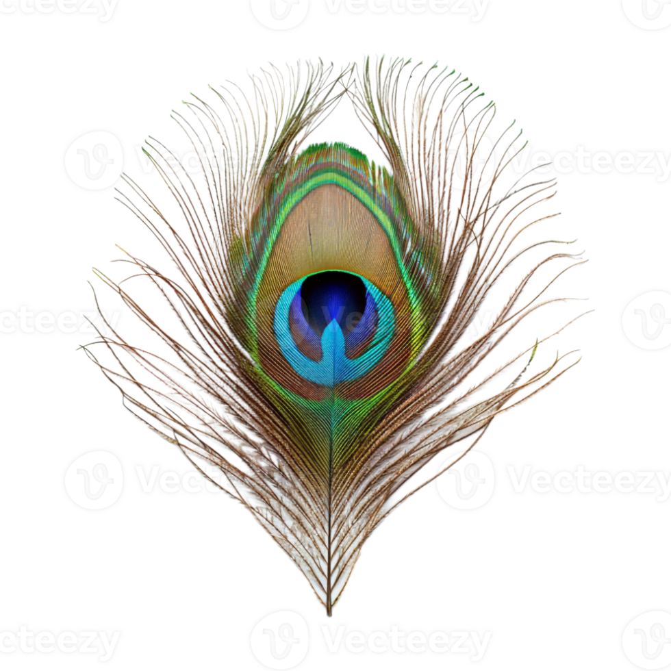 Peacock Feather on Transparent Background png