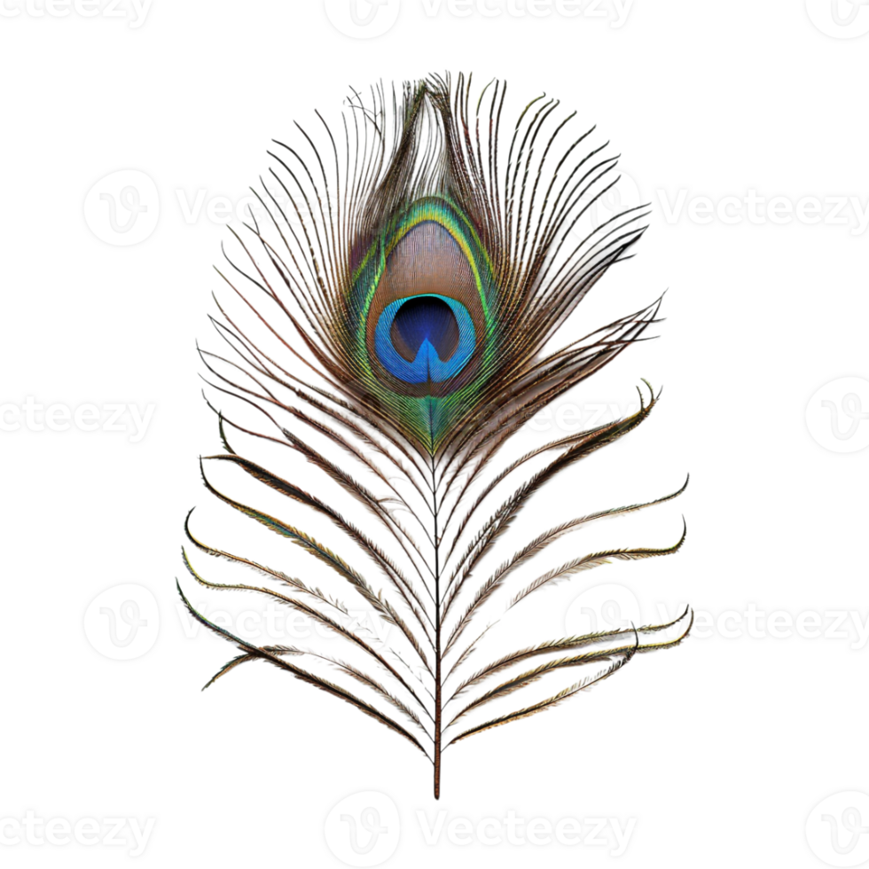 Peacock Feather on Transparent Background png