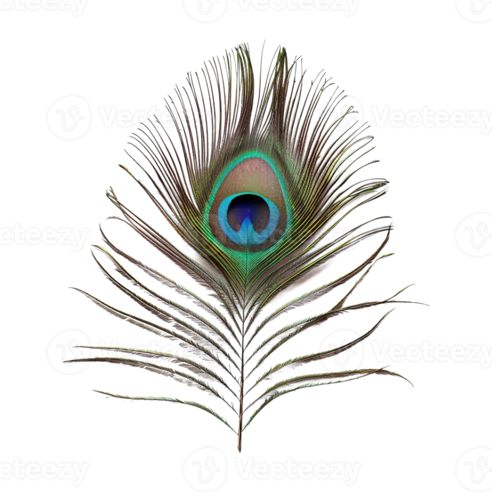 Peacock Feather on Transparent Background png