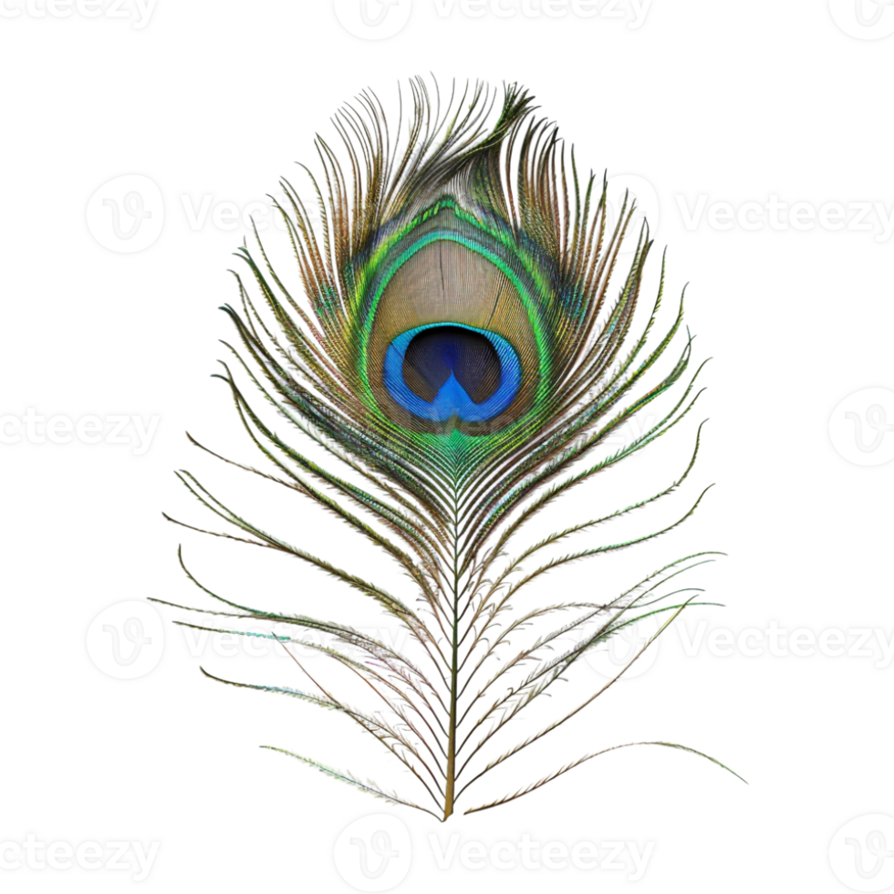 Peacock Feather on Transparent Background png