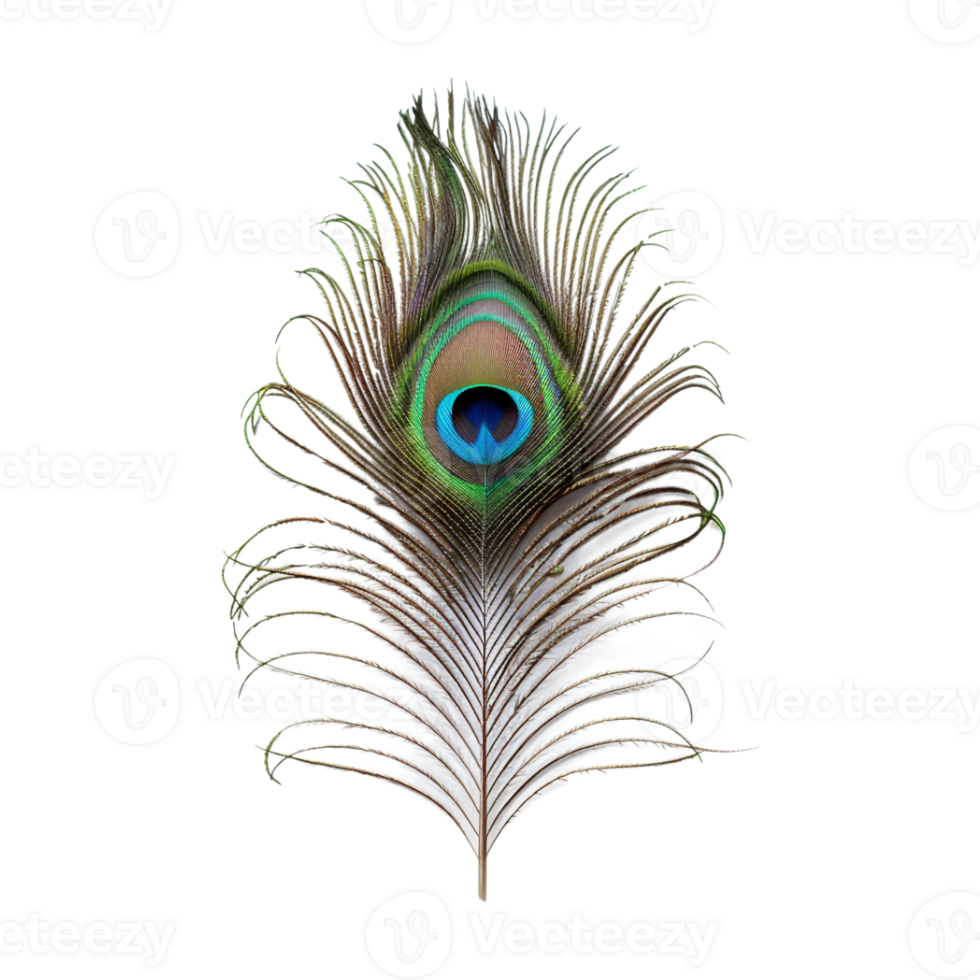 Peacock Feather on Transparent Background png
