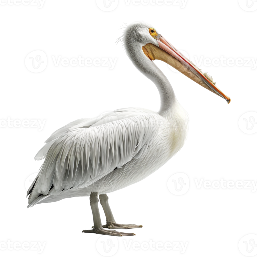 American white pelican Birds on Transparent Background png