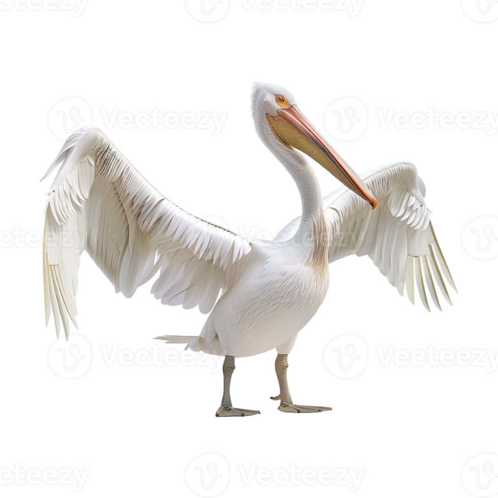 American white pelican Birds on Transparent Background png