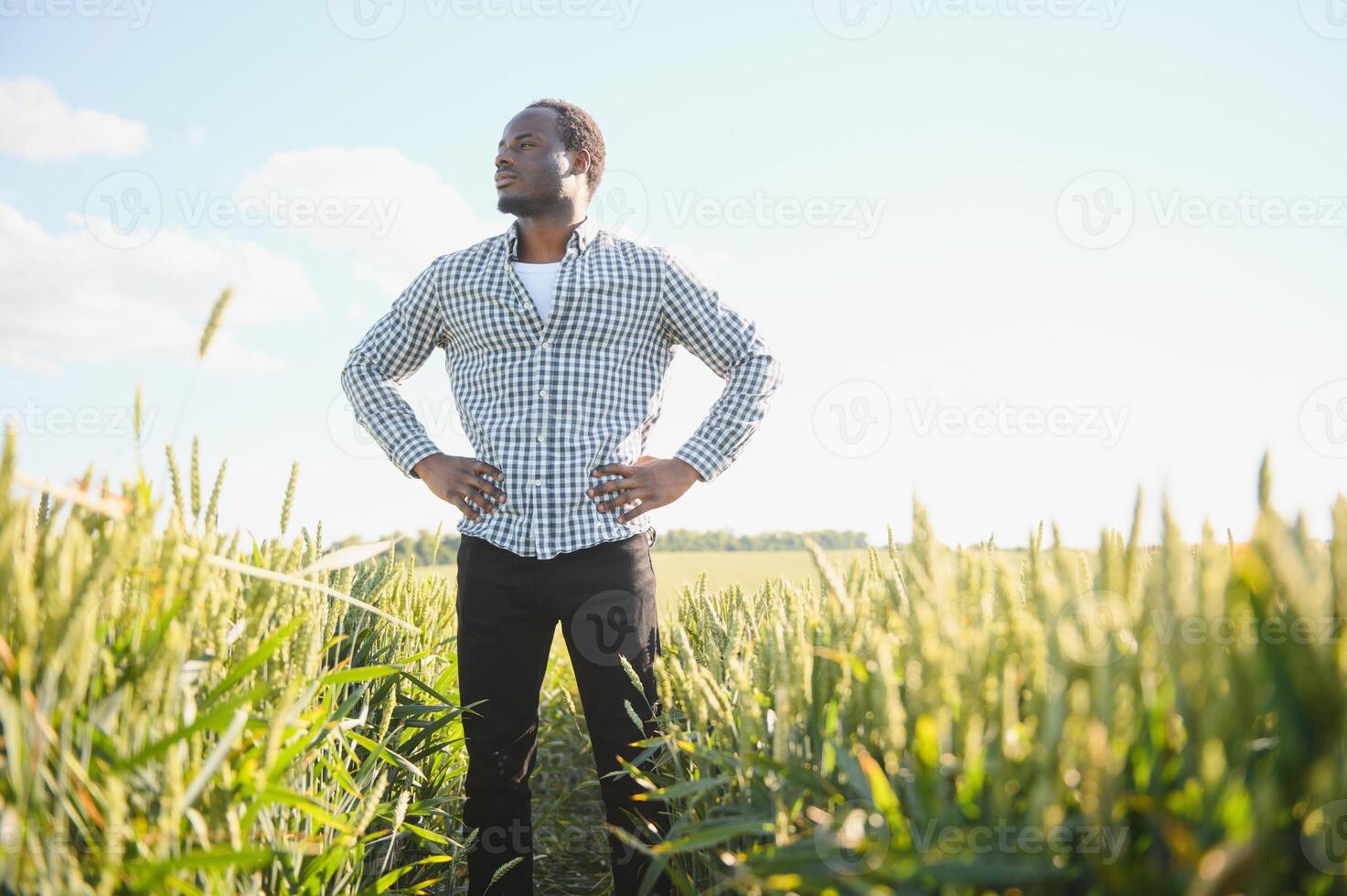 African American man explores huge wheat field at sunlight. Black agriculturist enjoys working on plantation with good harvest photo