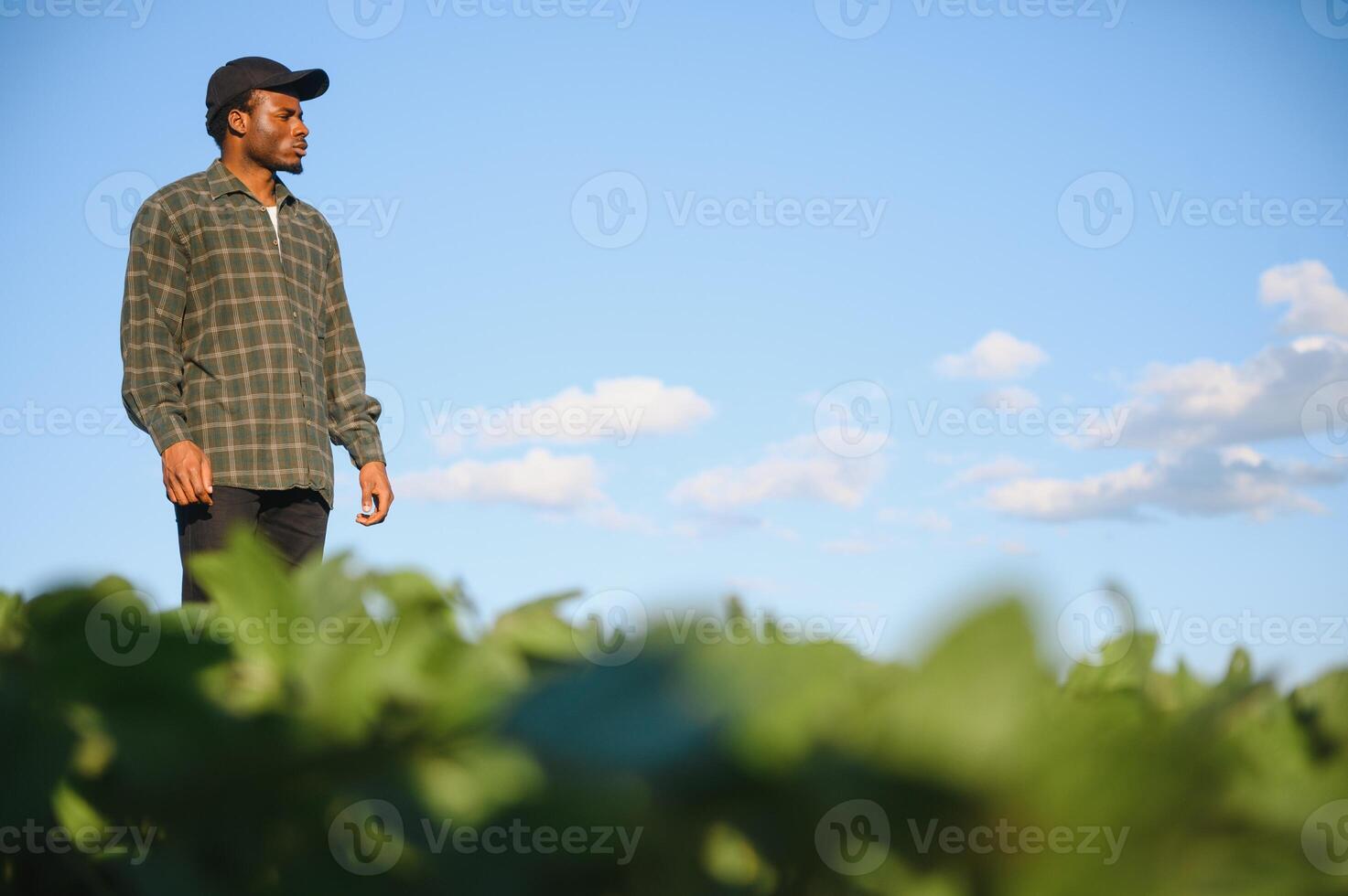 Farmer is standing in his growing soybean field. He is examining progress of plants photo