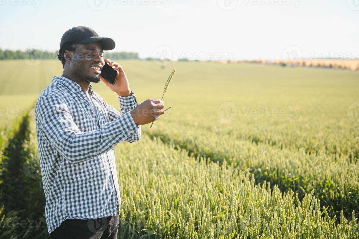 Farmer is standing in his growing wheat field. He is examining crops after sowing photo