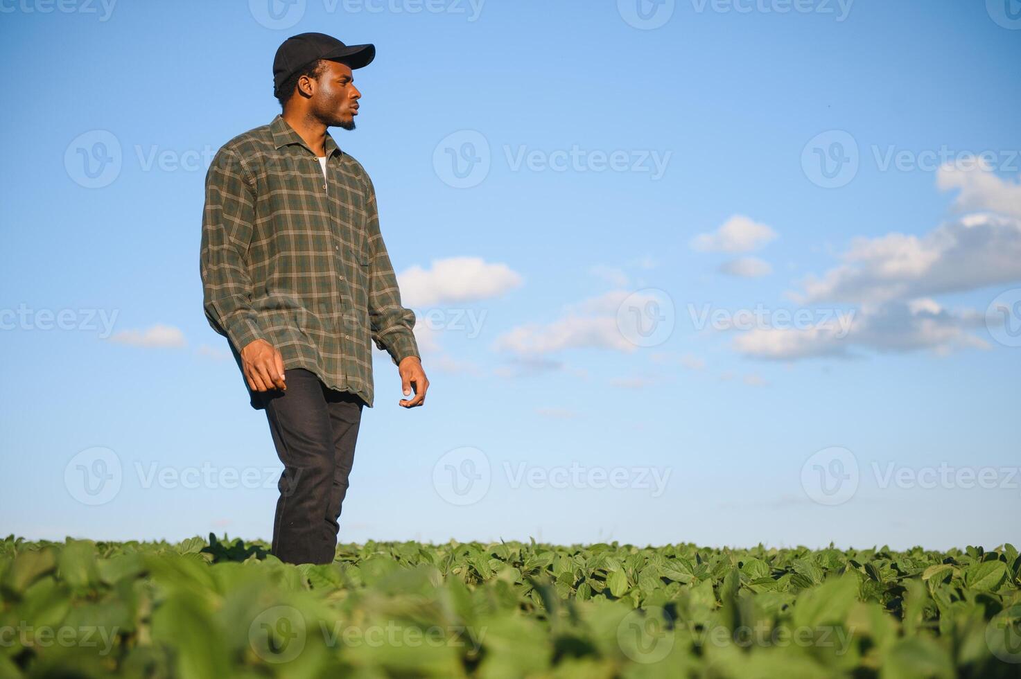 Young farmer is showing his growing soybean field photo