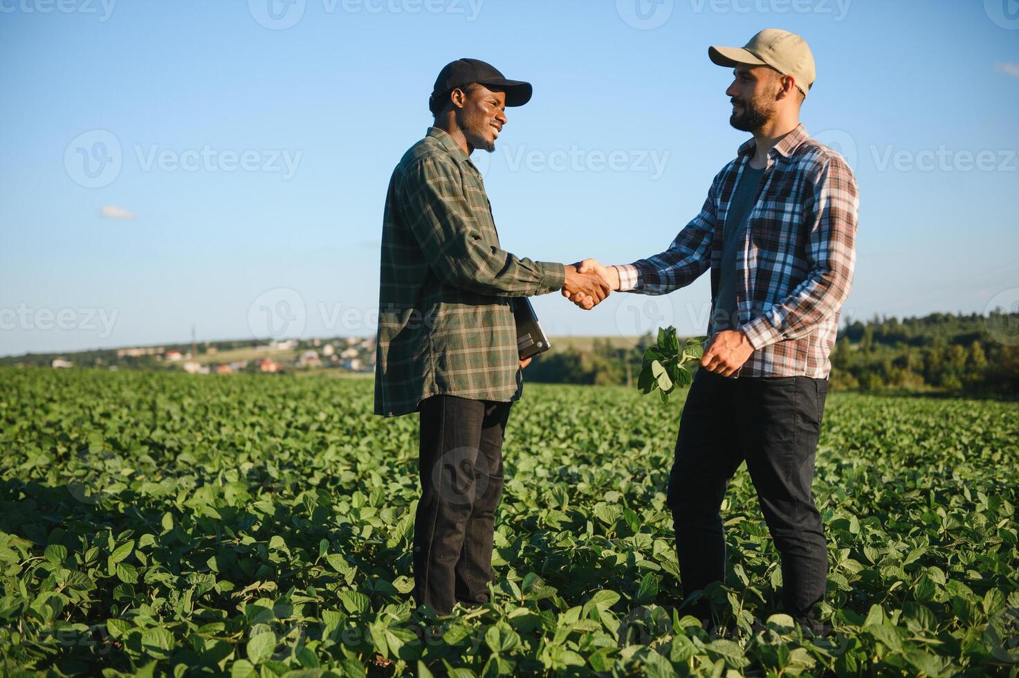 Two farmers in a field examining soy crop at sunset photo
