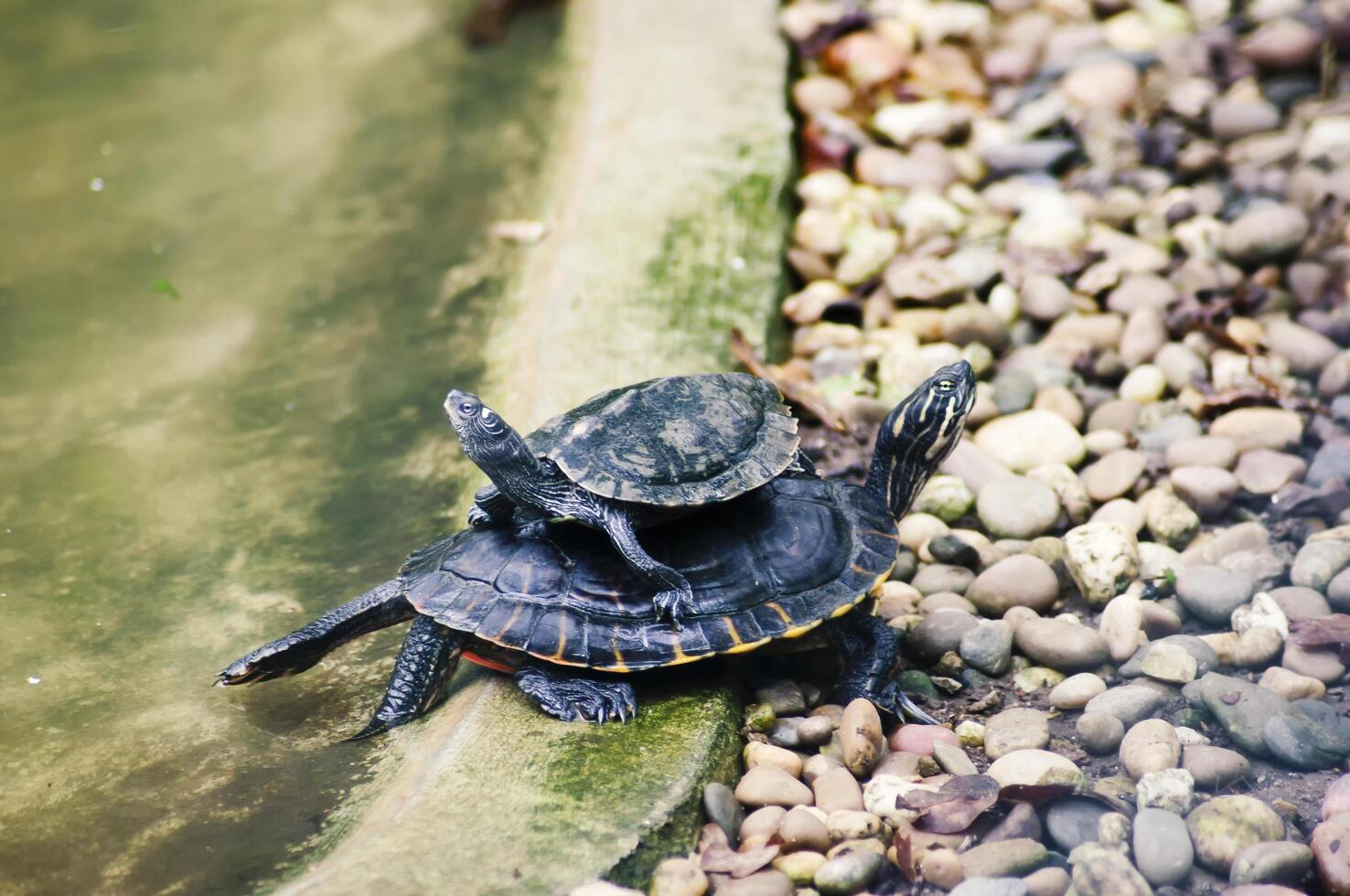 Turtle mom nursing photo