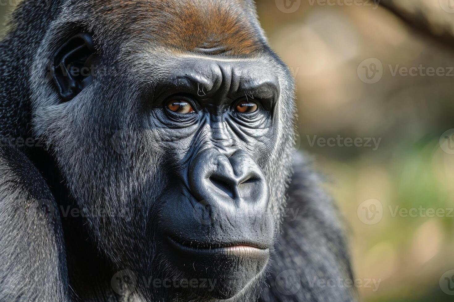 A detailed close up show of a male gorilla. AI generate photo