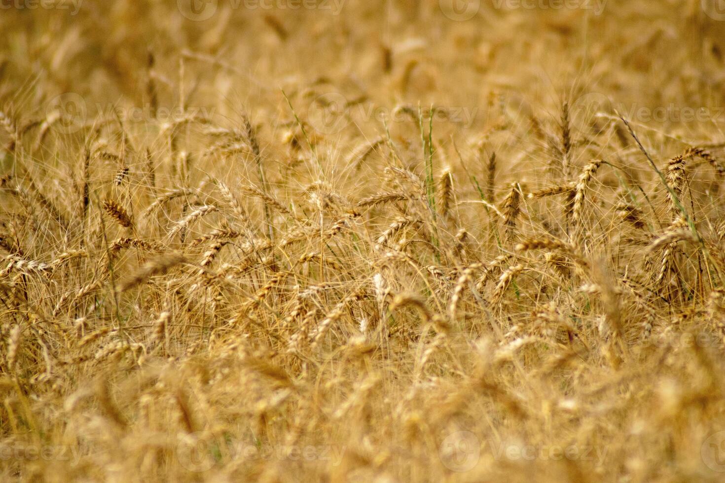 selective focus of a wheat grain crop in a field in a farm growing in rows. growing a crop in a of wheat seed heads mature ready to harvest. photo