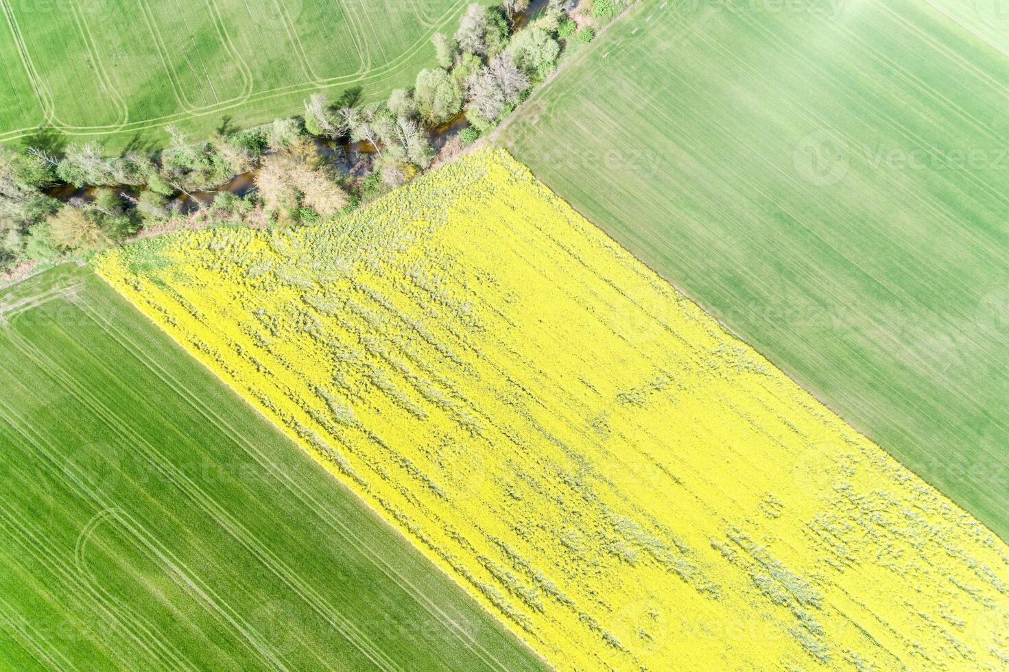 rapeseed and wheat fields on the banks of a small river, drone directly above view photo