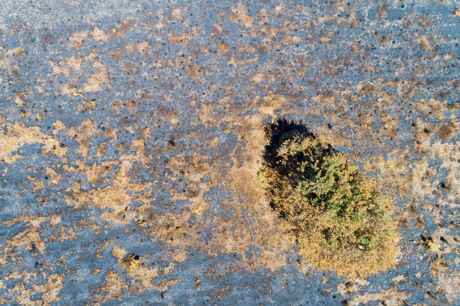drone view of a burnt pine forest, burnt trees after a forest fire. Ecological disaster photo
