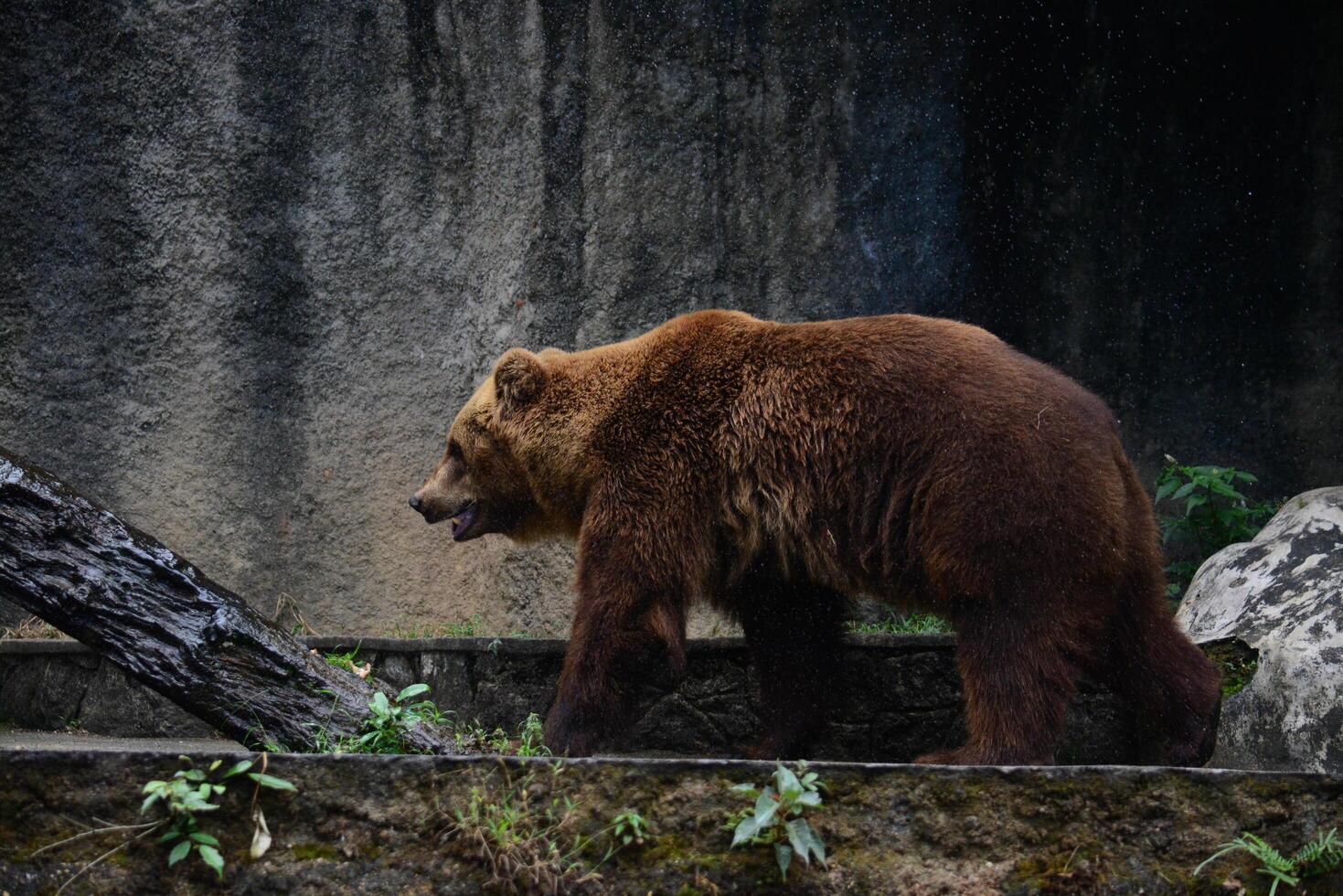 brown bear, kodiak bear photo