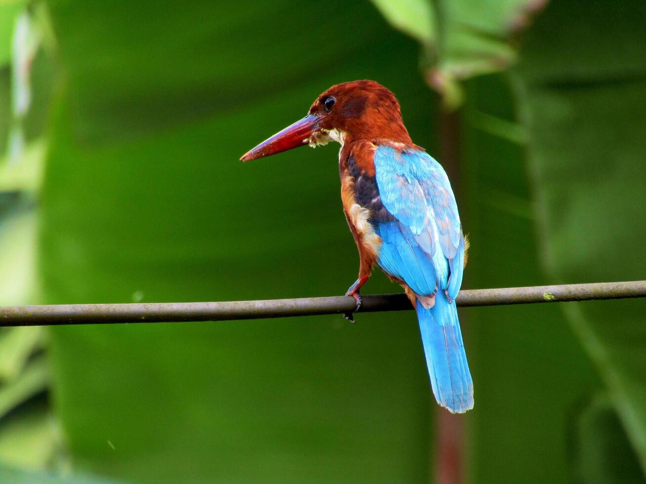 Kingfisher bird, colored birds photo