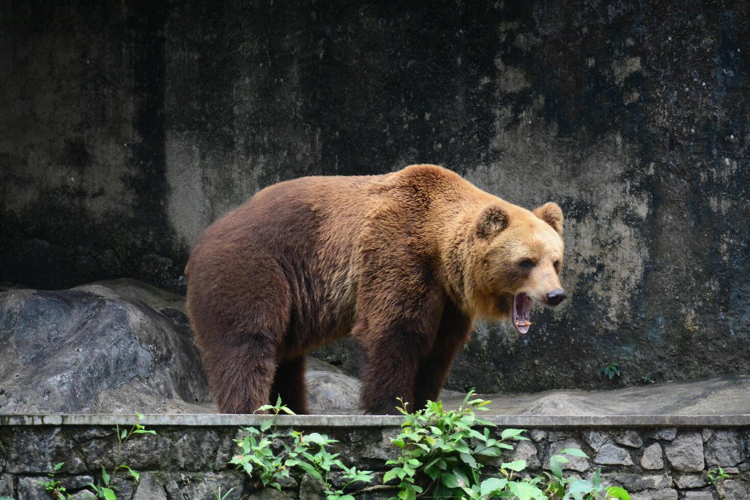 brown bear, kodiak bear photo