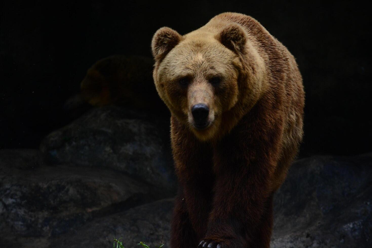brown bear, kodiak bear photo