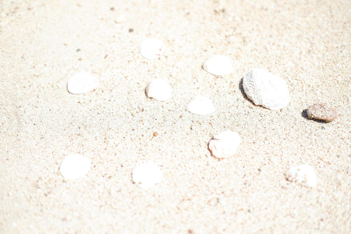 Seashells on the beach. Selective focus. photo