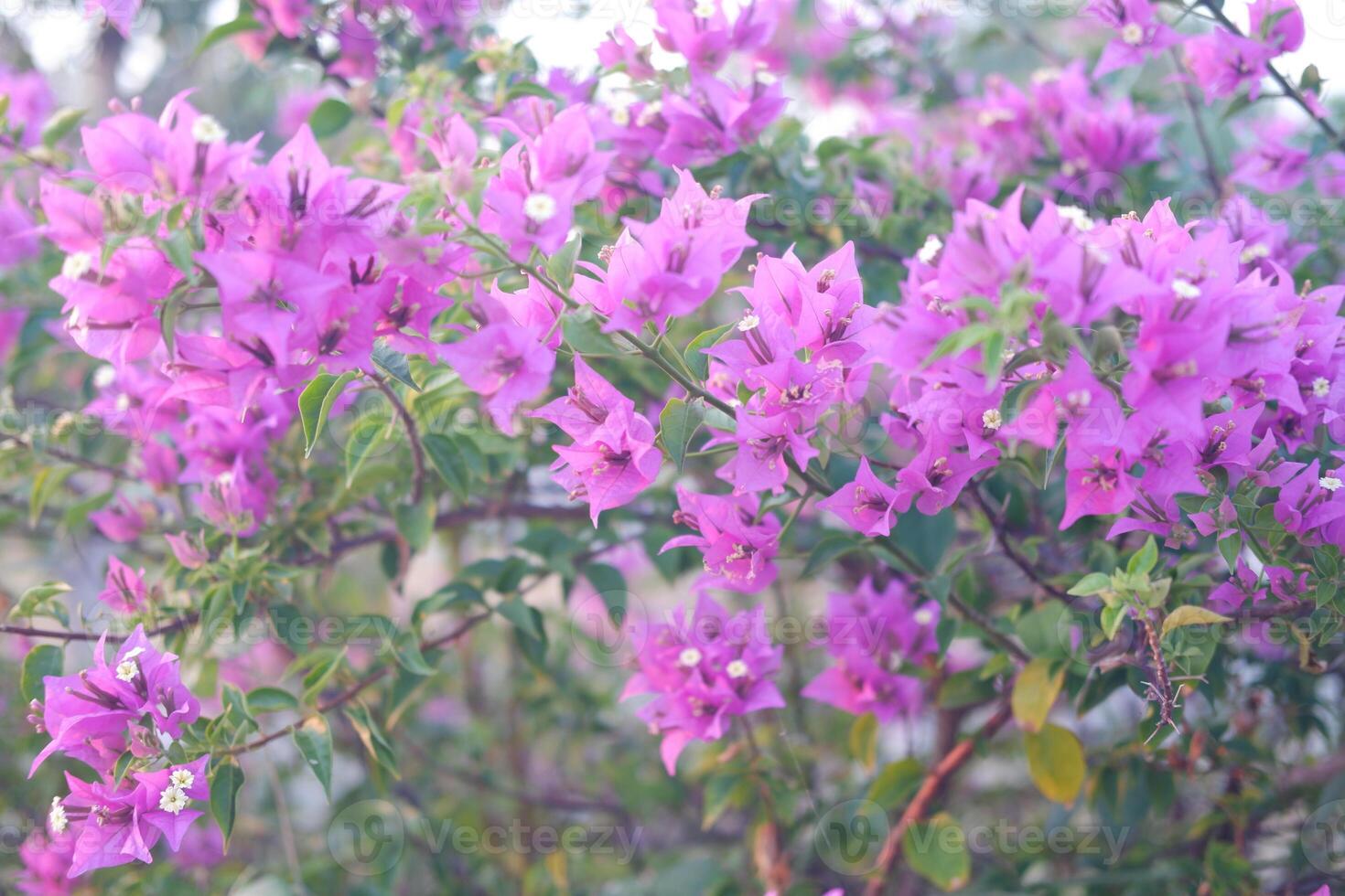 Bougainvillea flowers in the garden with natural background. photo