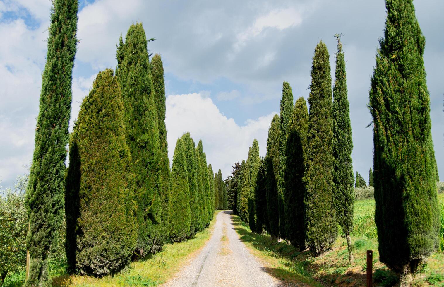 Tuscany, Italy-April 22, 2024 Pathway Lined with Tall Cypress Trees in Tuscany photo