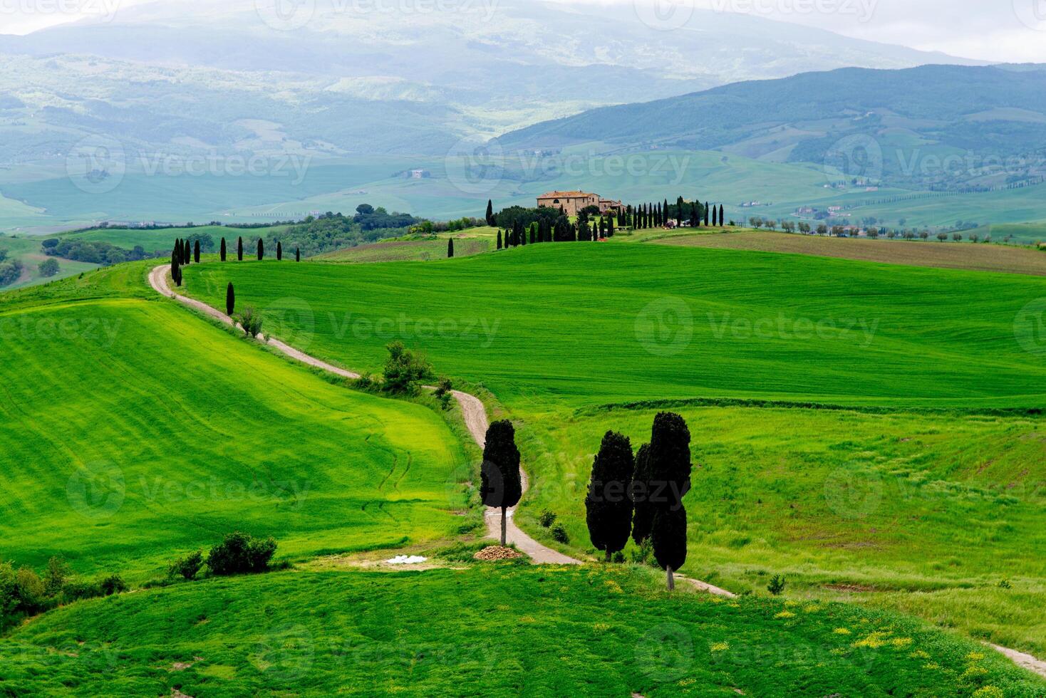Tuscany, Italy-April 22, 2024 Cypress-Lined Path in Rolling Tuscan Hills photo