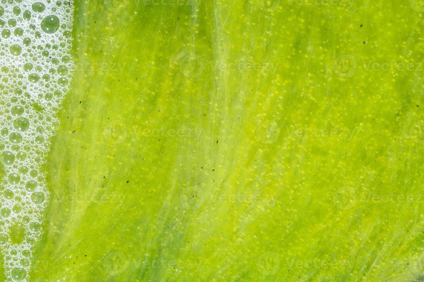 Closeup of green rope seaweed with copy space. photo
