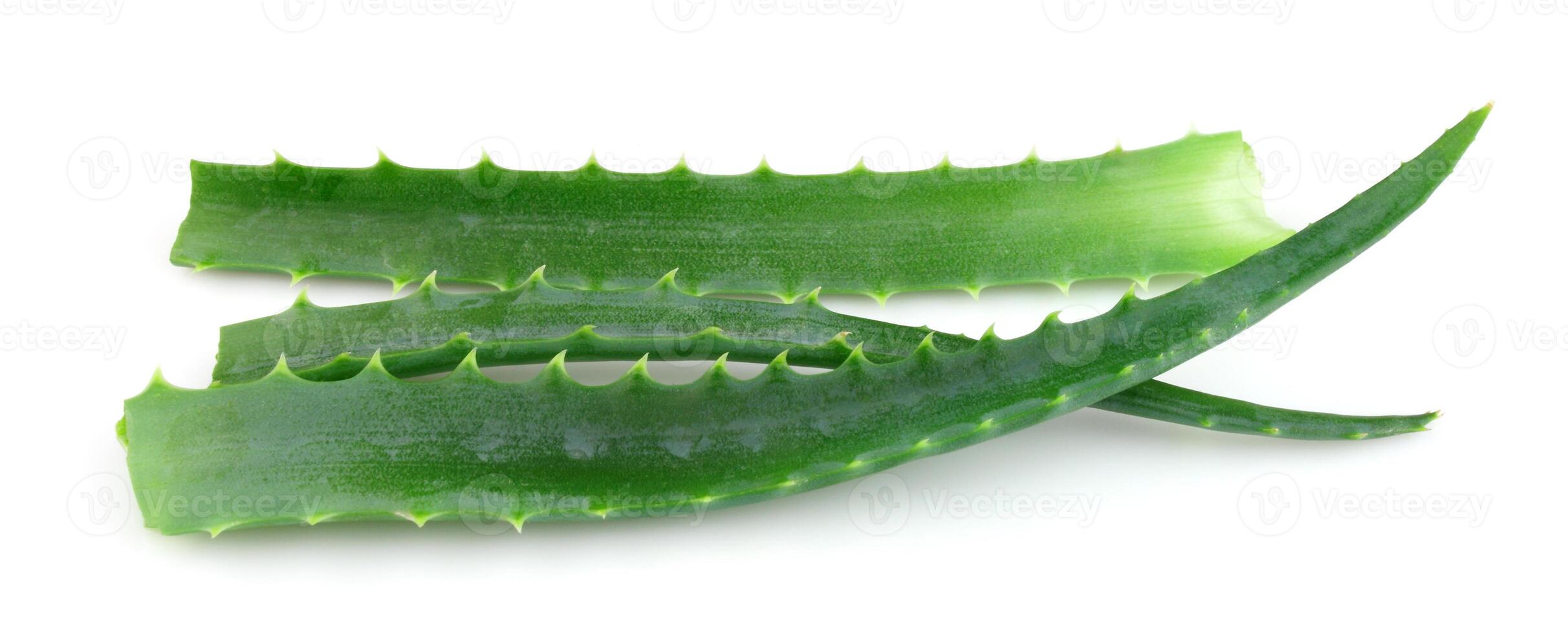 Aloe vera flowers photo