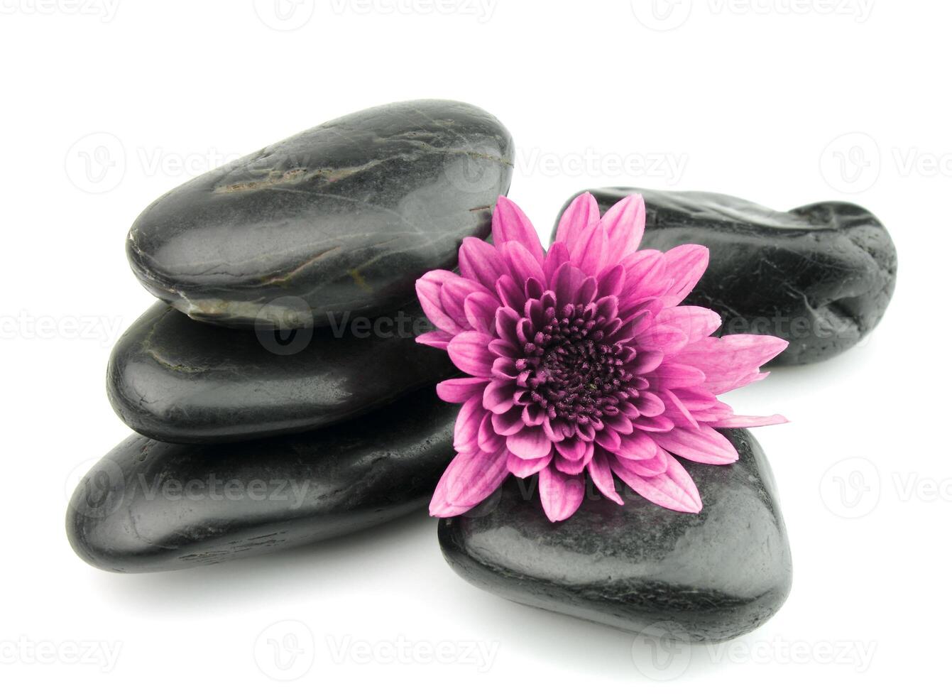 Stones with a pink chrysanthemum photo